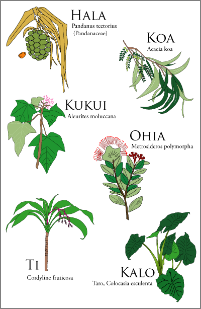 Hawaiian Botanicals